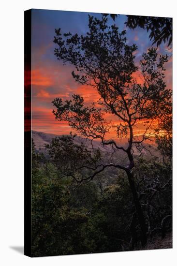 Manzanita Sunrise Design, Epic Sunrise Color Over Mount Diablo, Oakland, Bay Area-Vincent James-Stretched Canvas