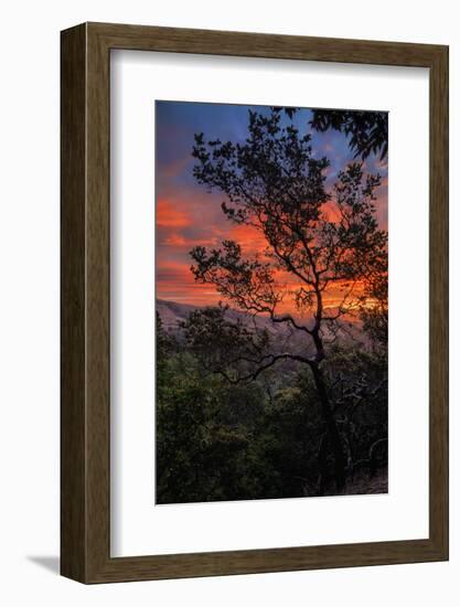 Manzanita Sunrise Design, Epic Sunrise Color Over Mount Diablo, Oakland, Bay Area-Vincent James-Framed Photographic Print
