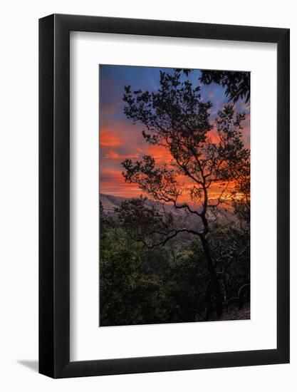 Manzanita Sunrise Design, Epic Sunrise Color Over Mount Diablo, Oakland, Bay Area-Vincent James-Framed Photographic Print