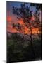 Manzanita Sunrise Design, Epic Sunrise Color Over Mount Diablo, Oakland, Bay Area-Vincent James-Mounted Photographic Print