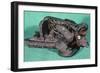 Maori Canoe Prow, New Zealand-null-Framed Giclee Print