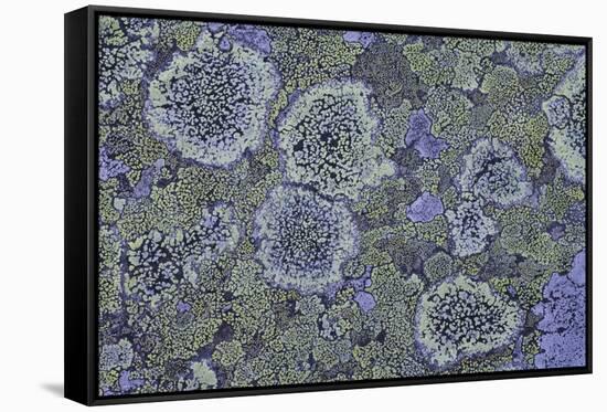 Map Lichen (Rhizocarpon Geographicum) on Granite, Sarek Np, Laponia World Heritage Site, Sweden-Cairns-Framed Stretched Canvas