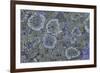 Map Lichen (Rhizocarpon Geographicum) on Granite, Sarek Np, Laponia World Heritage Site, Sweden-Cairns-Framed Photographic Print