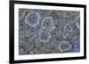 Map Lichen (Rhizocarpon Geographicum) on Granite, Sarek Np, Laponia World Heritage Site, Sweden-Cairns-Framed Photographic Print
