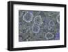 Map Lichen (Rhizocarpon Geographicum) on Granite, Sarek Np, Laponia World Heritage Site, Sweden-Cairns-Framed Photographic Print