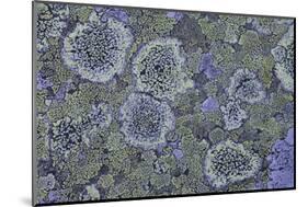 Map Lichen (Rhizocarpon Geographicum) on Granite, Sarek Np, Laponia World Heritage Site, Sweden-Cairns-Mounted Photographic Print