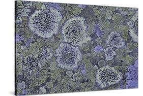 Map Lichen (Rhizocarpon Geographicum) on Granite, Sarek Np, Laponia World Heritage Site, Sweden-Cairns-Stretched Canvas