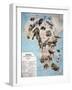 Map of Animals in Africa Sf-Janos Balint-Framed Giclee Print