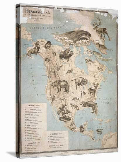 Map of Animals in North America-Janos Balint-Stretched Canvas