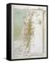 Map of Palestine in Biblical Times-null-Framed Stretched Canvas