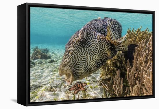 Map Puffer (Arothron Mappa) Feeding on Sponges on the House Reef on Sebayur Island-Michael Nolan-Framed Stretched Canvas