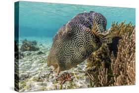 Map Puffer (Arothron Mappa) Feeding on Sponges on the House Reef on Sebayur Island-Michael Nolan-Stretched Canvas