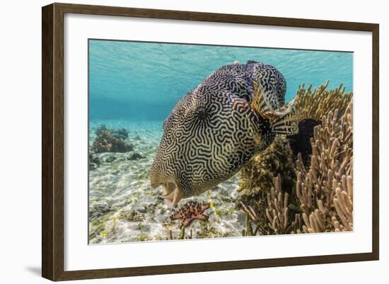 Map Puffer (Arothron Mappa) Feeding on Sponges on the House Reef on Sebayur Island-Michael Nolan-Framed Photographic Print