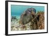Map Puffer (Arothron Mappa) Feeding on Sponges on the House Reef on Sebayur Island-Michael Nolan-Framed Photographic Print
