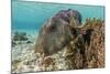 Map Puffer (Arothron Mappa) Feeding on Sponges on the House Reef on Sebayur Island-Michael Nolan-Mounted Photographic Print