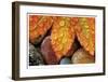 Maple and Dew I-Donald Paulson-Framed Giclee Print