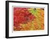 Maple and Dew II-Donald Paulson-Framed Giclee Print