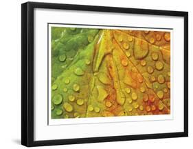 Maple and Dew III-Donald Paulson-Framed Giclee Print