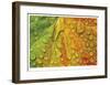 Maple and Dew III-Donald Paulson-Framed Giclee Print