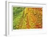 Maple and Dew III-Donald Paulson-Framed Giclee Print