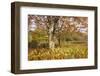 Maple and Ferns-Danny Head-Framed Photographic Print