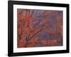 Maple at Virgin Narrows-Don Paulson-Framed Giclee Print