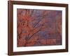 Maple at Virgin Narrows-Don Paulson-Framed Giclee Print