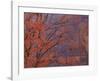 Maple at Virgin Narrows-Don Paulson-Framed Giclee Print