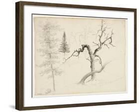 Maple, Balsam Fir, Pine, Shaggy Yellow Birch, White Birch, 1828-Thomas Cole-Framed Giclee Print