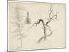 Maple, Balsam Fir, Pine, Shaggy Yellow Birch, White Birch, 1828-Thomas Cole-Mounted Giclee Print