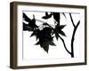 Maple Branch I-Monika Burkhart-Framed Photographic Print