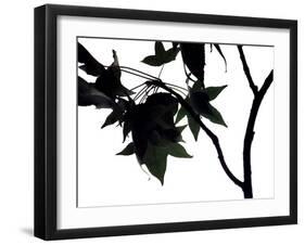 Maple Branch I-Monika Burkhart-Framed Photographic Print