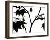 Maple Branch II-Monika Burkhart-Framed Photographic Print