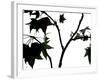 Maple Branch II-Monika Burkhart-Framed Photographic Print