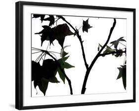 Maple Branch II-Monika Burkhart-Framed Photographic Print