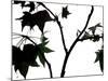 Maple Branch II-Monika Burkhart-Mounted Photographic Print