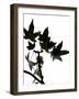 Maple Branch III-Monika Burkhart-Framed Photographic Print