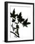 Maple Branch III-Monika Burkhart-Framed Photographic Print