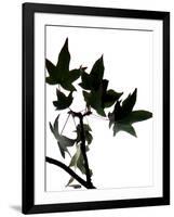 Maple Branch III-Monika Burkhart-Framed Photographic Print