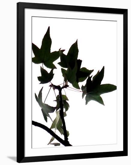 Maple Branch III-Monika Burkhart-Framed Photographic Print