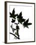 Maple Branch III-Monika Burkhart-Framed Photographic Print