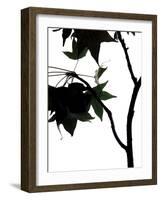 Maple Branch IV-Monika Burkhart-Framed Photographic Print