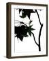 Maple Branch IV-Monika Burkhart-Framed Photographic Print