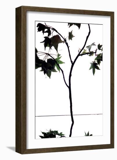 Maple Branch V-Monika Burkhart-Framed Photographic Print