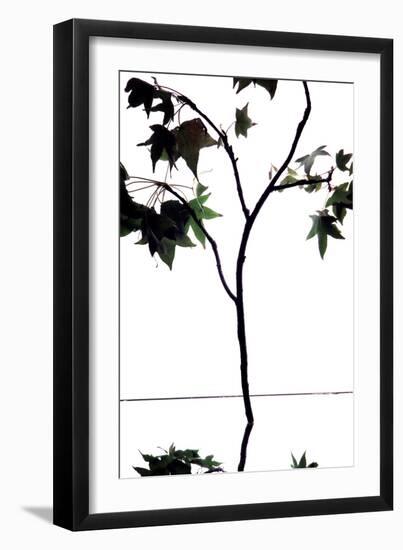 Maple Branch V-Monika Burkhart-Framed Photographic Print