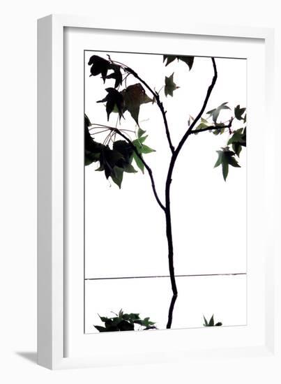 Maple Branch V-Monika Burkhart-Framed Photographic Print