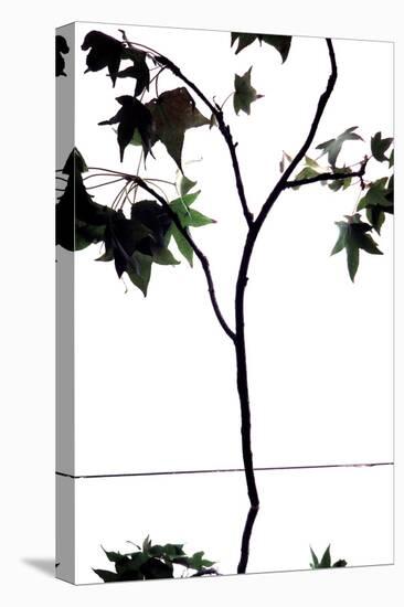 Maple Branch V-Monika Burkhart-Stretched Canvas