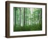 Maple Forest and Fog-Darrell Gulin-Framed Photographic Print