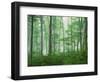 Maple Forest and Fog-Darrell Gulin-Framed Photographic Print