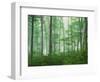 Maple Forest and Fog-Darrell Gulin-Framed Photographic Print